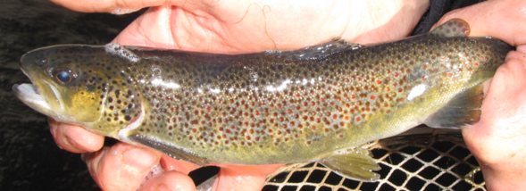Salmo trutta complex: nuova sintesi sulle origini
